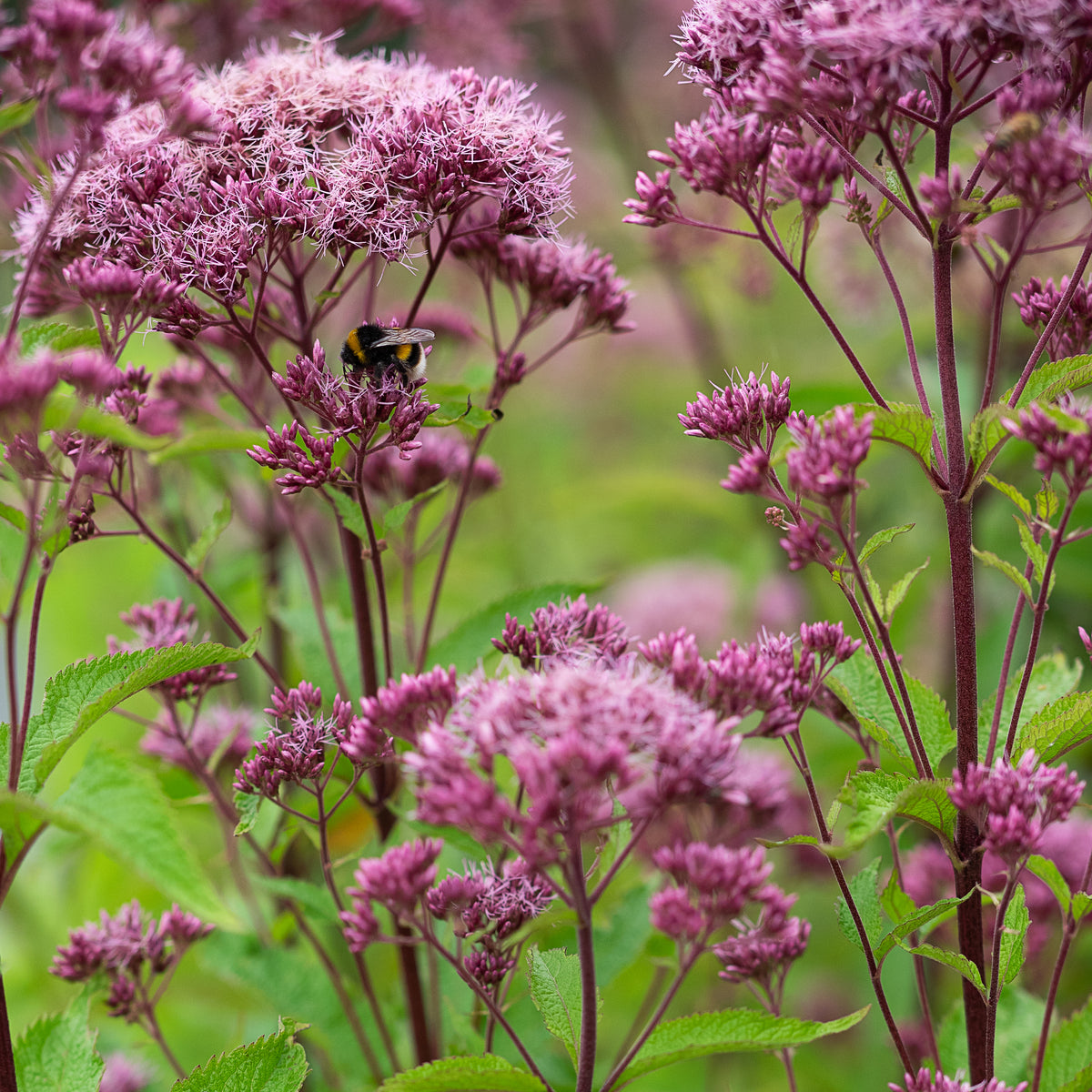 Eutrochium maculatum Atropurpureum Group - Hardy's Cottage Garden Plants