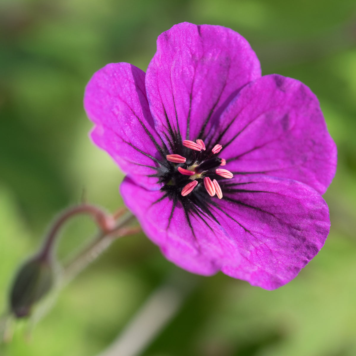 Geranium 'Anne Thomson' - Hardy's Cottage Garden Plants