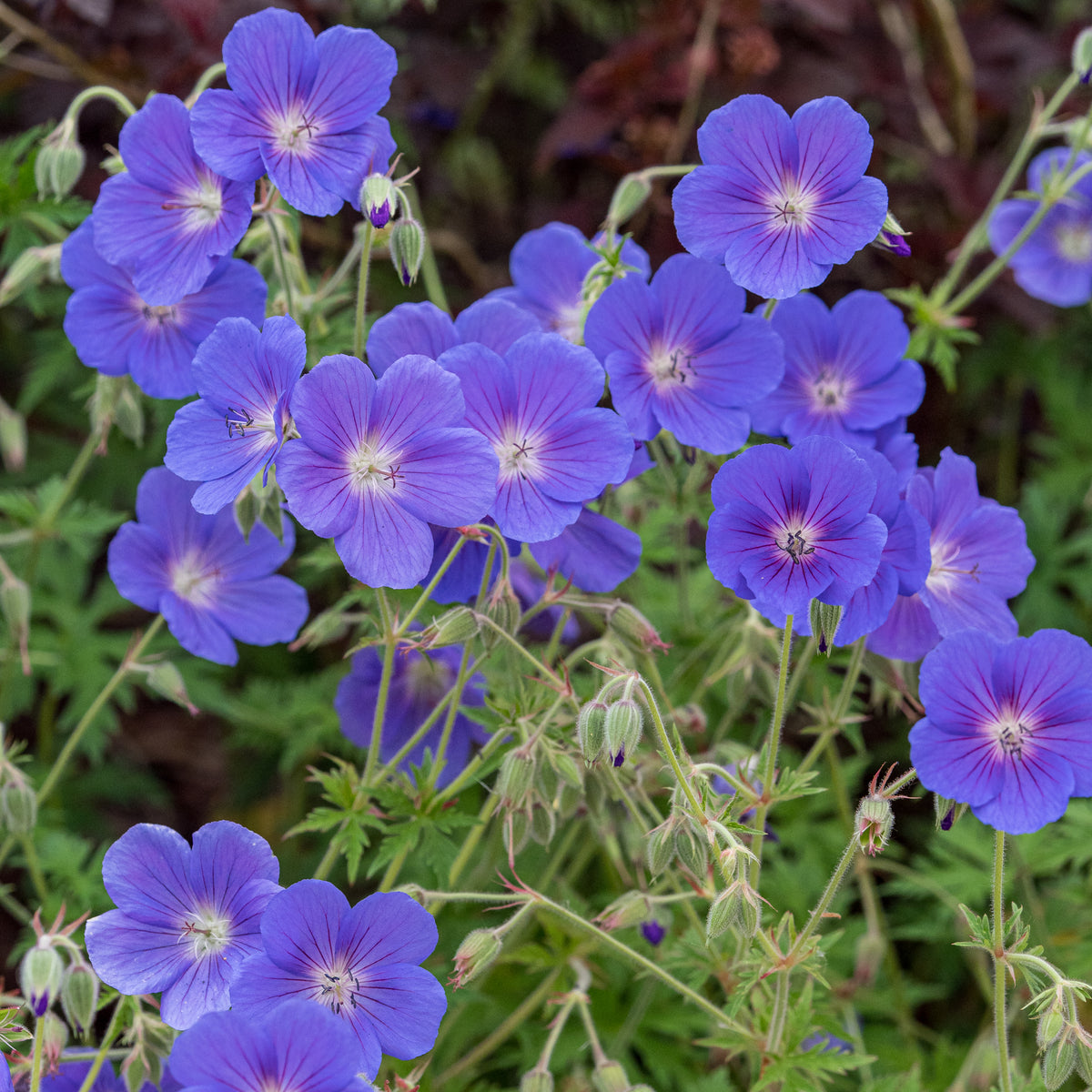 Geranium 'Orion' - Hardy's Cottage Garden Plants