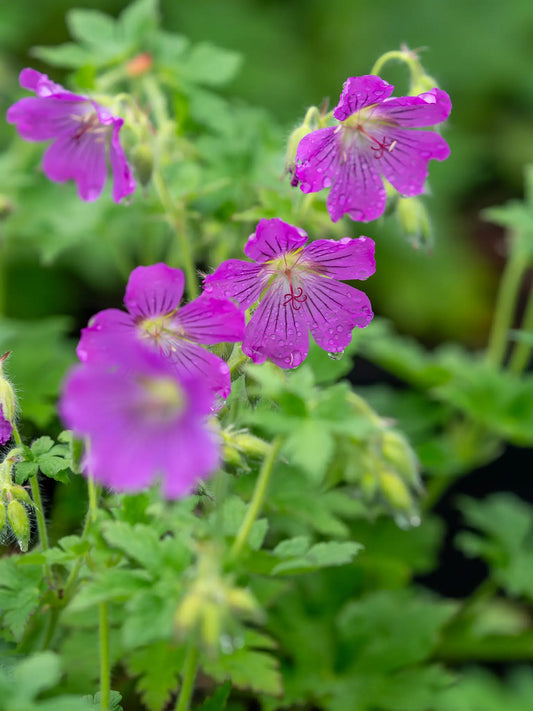 The bright purple flowers with dark veins, and a white eye. Pictured with rain drops.
