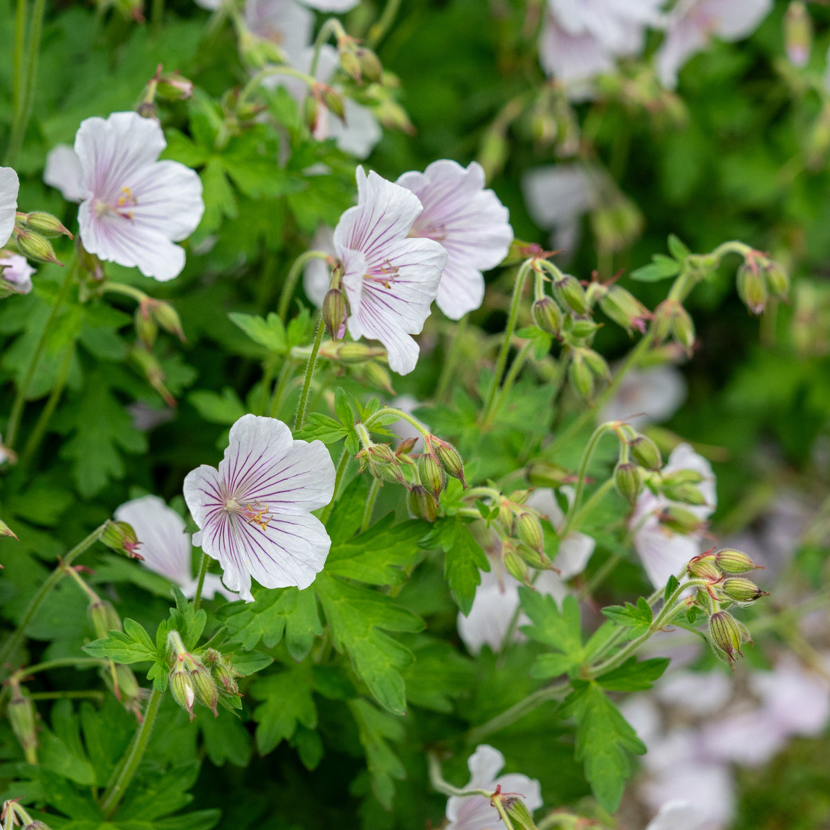 Geranium himalayense 'Derrick Cook' - Hardy's Cottage Garden Plants