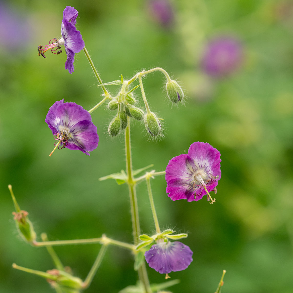Geranium phaeum Lilac - Hardy's Cottage Garden Plants
