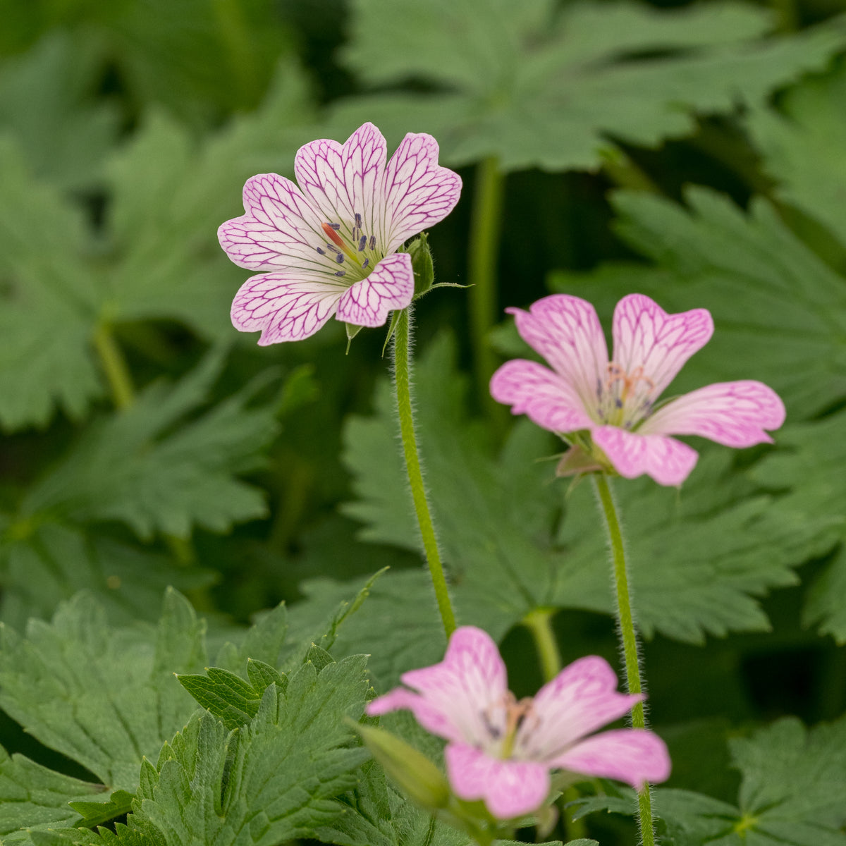Geranium × oxonianum 'Lace Time' - Hardy's Cottage Garden Plants