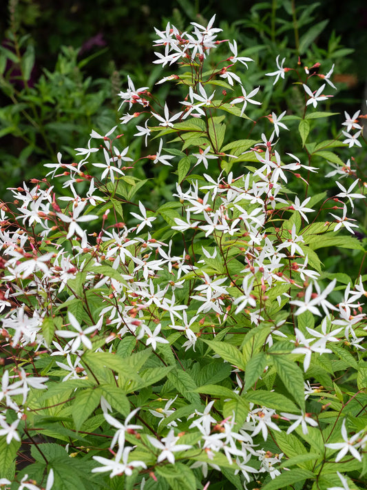 Gillenia trifoliata with delicate, pure white starry flowers fluttering like butterflies on tall red stems with mid-green leaves., in a courtyard garden.