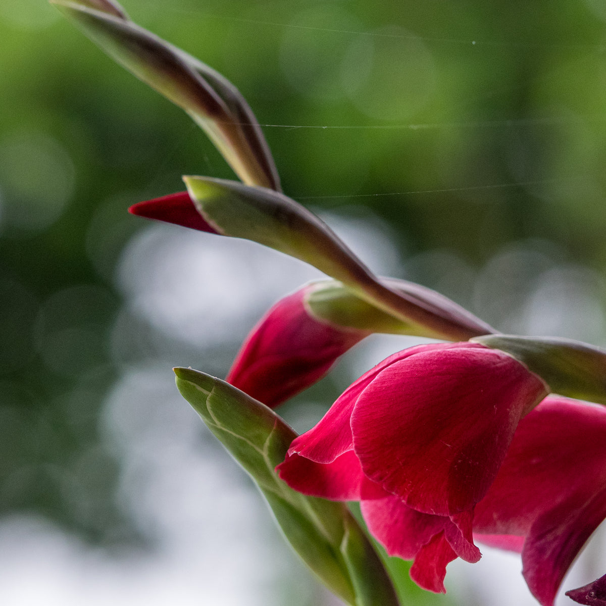Gladiolus 'Ruby' (_papilio_ hybrid) - Hardy's Cottage Garden Plants