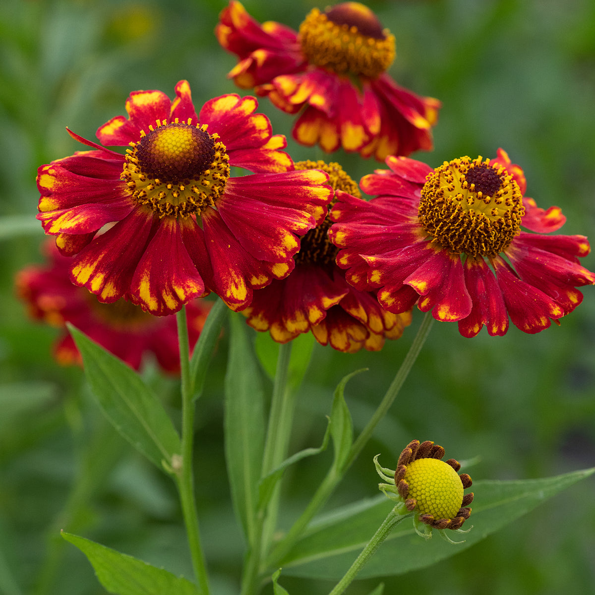 Helenium 'Vicky' - Hardy's Cottage Garden Plants