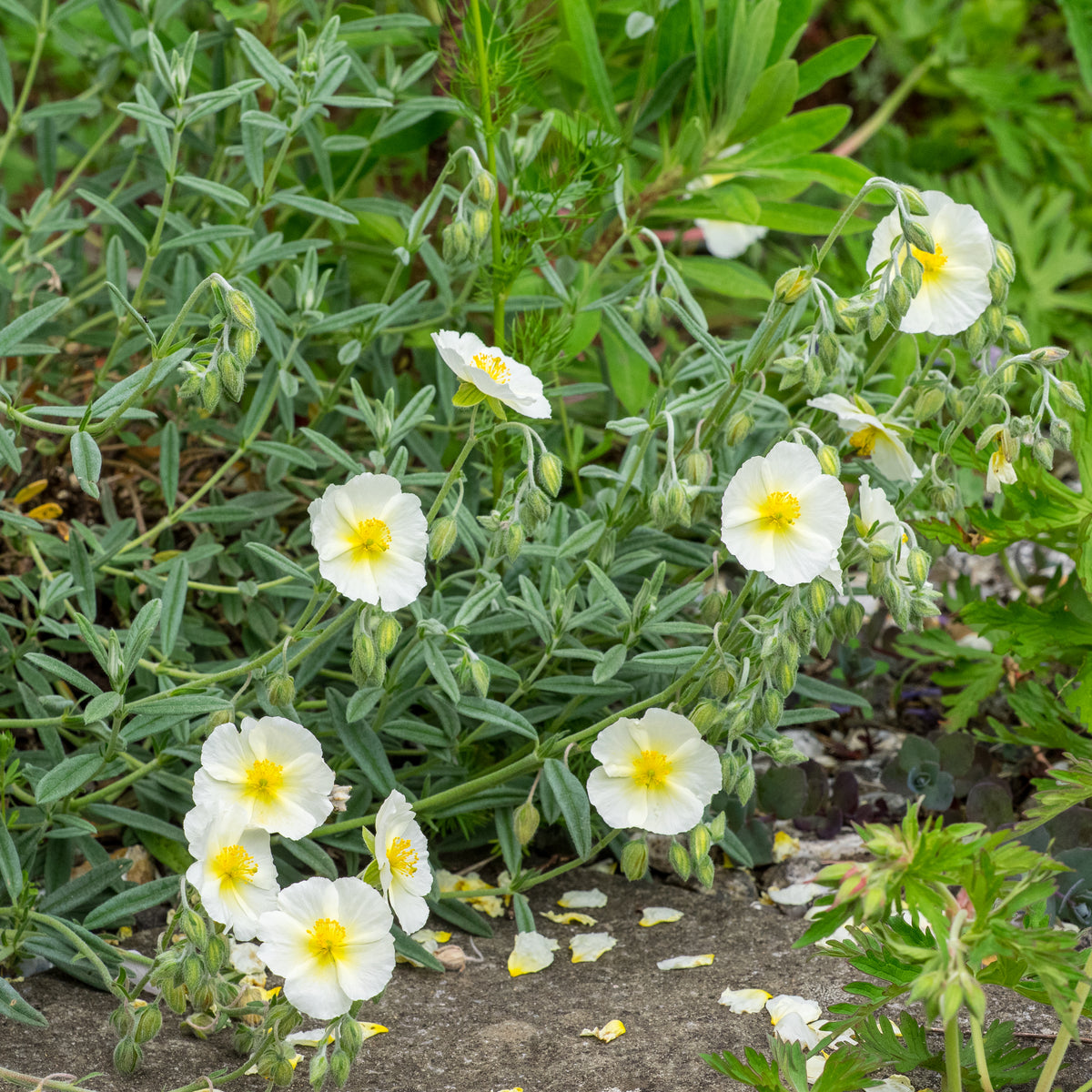 Helianthemum 'Wisley White' - Hardy's Cottage Garden Plants
