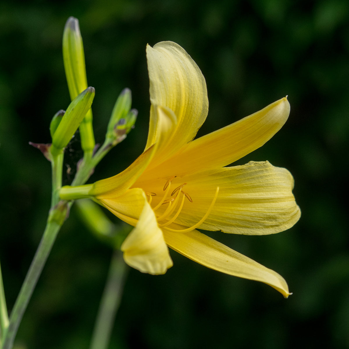 Hemerocallis 'High Tor' - Hardy's Cottage Garden Plants