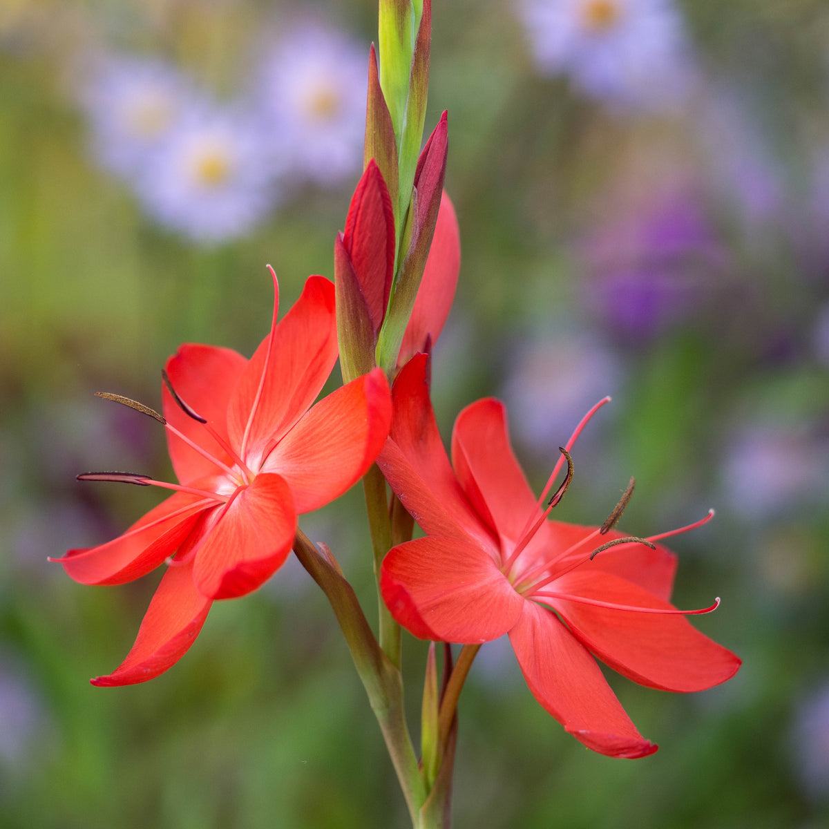 Hesperantha coccinea 'Major' - Hardy's Cottage Garden Plants