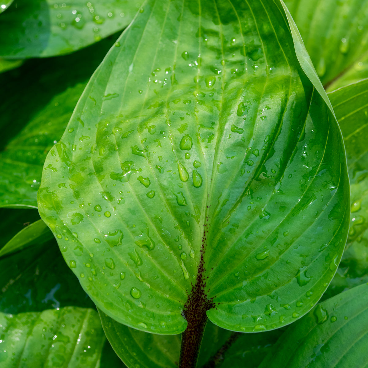 Hosta 'Purple Heart' - Hardy's Cottage Garden Plants