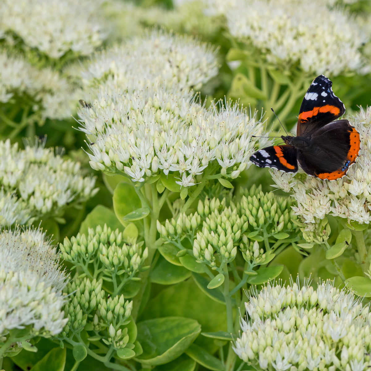 Hylotelephium spectabile 'Iceberg' - Hardy's Cottage Garden Plants