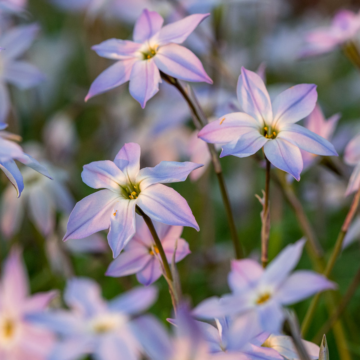 Ipheion 'Hardy's Gem' - Hardy's Cottage Garden Plants