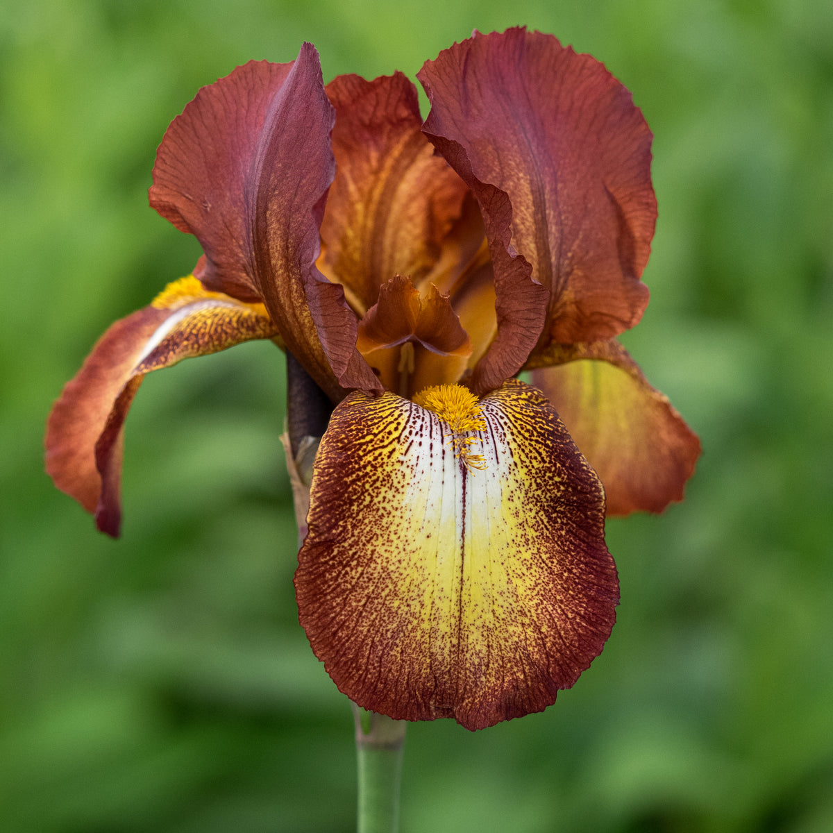 Iris 'Kent Pride' - Hardy's Cottage Garden Plants