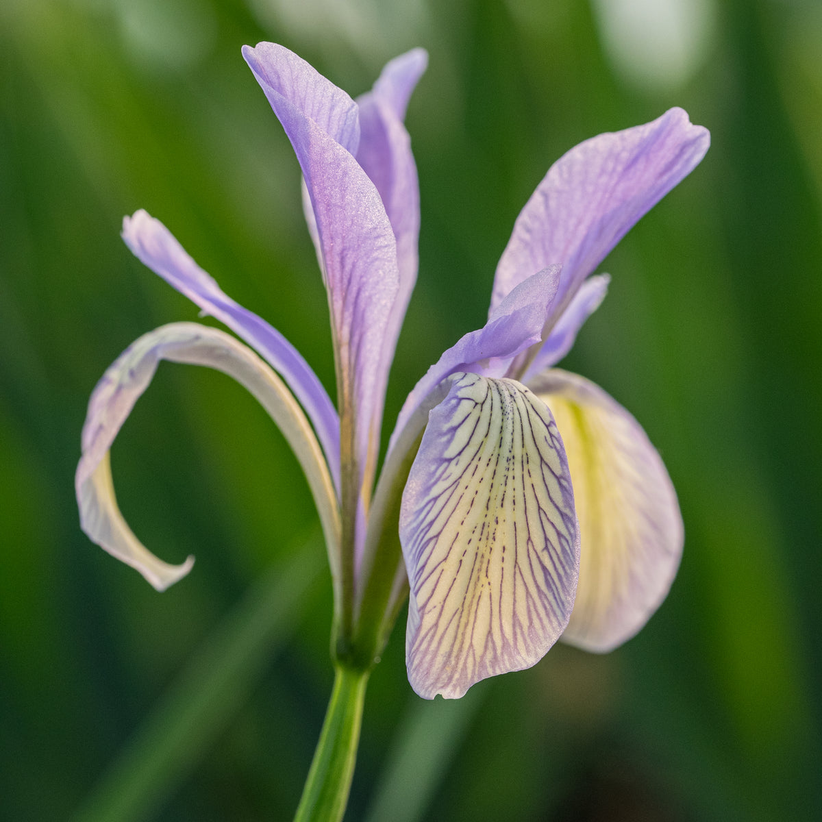 Iris lactea - Hardy's Cottage Garden Plants