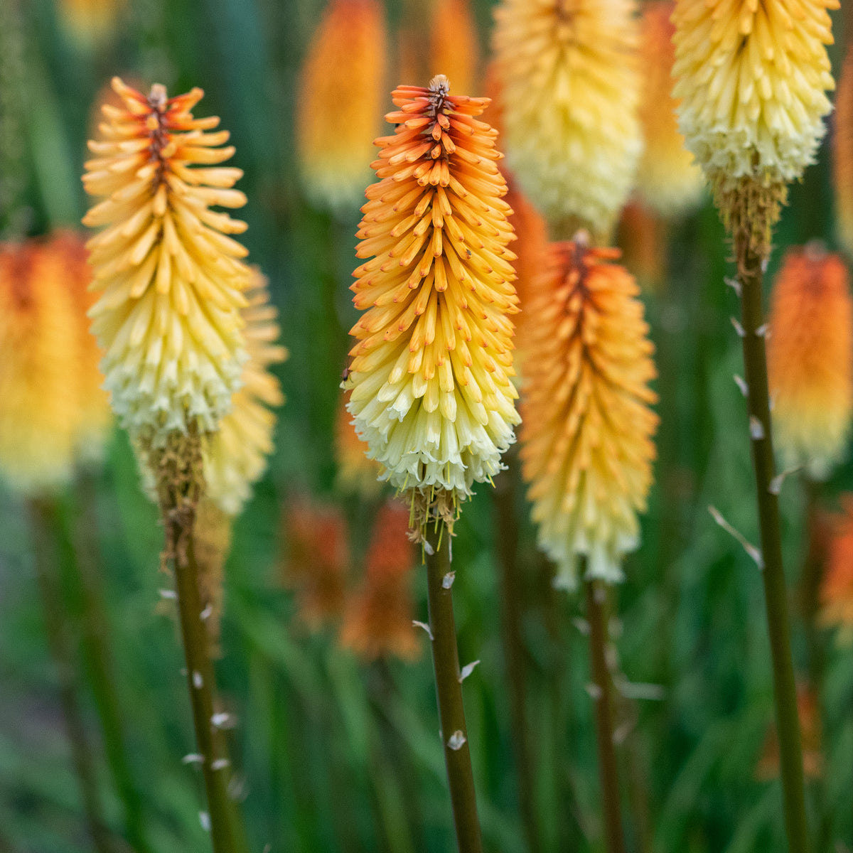 Kniphofia 'Tawny King' - Hardy's Cottage Garden Plants