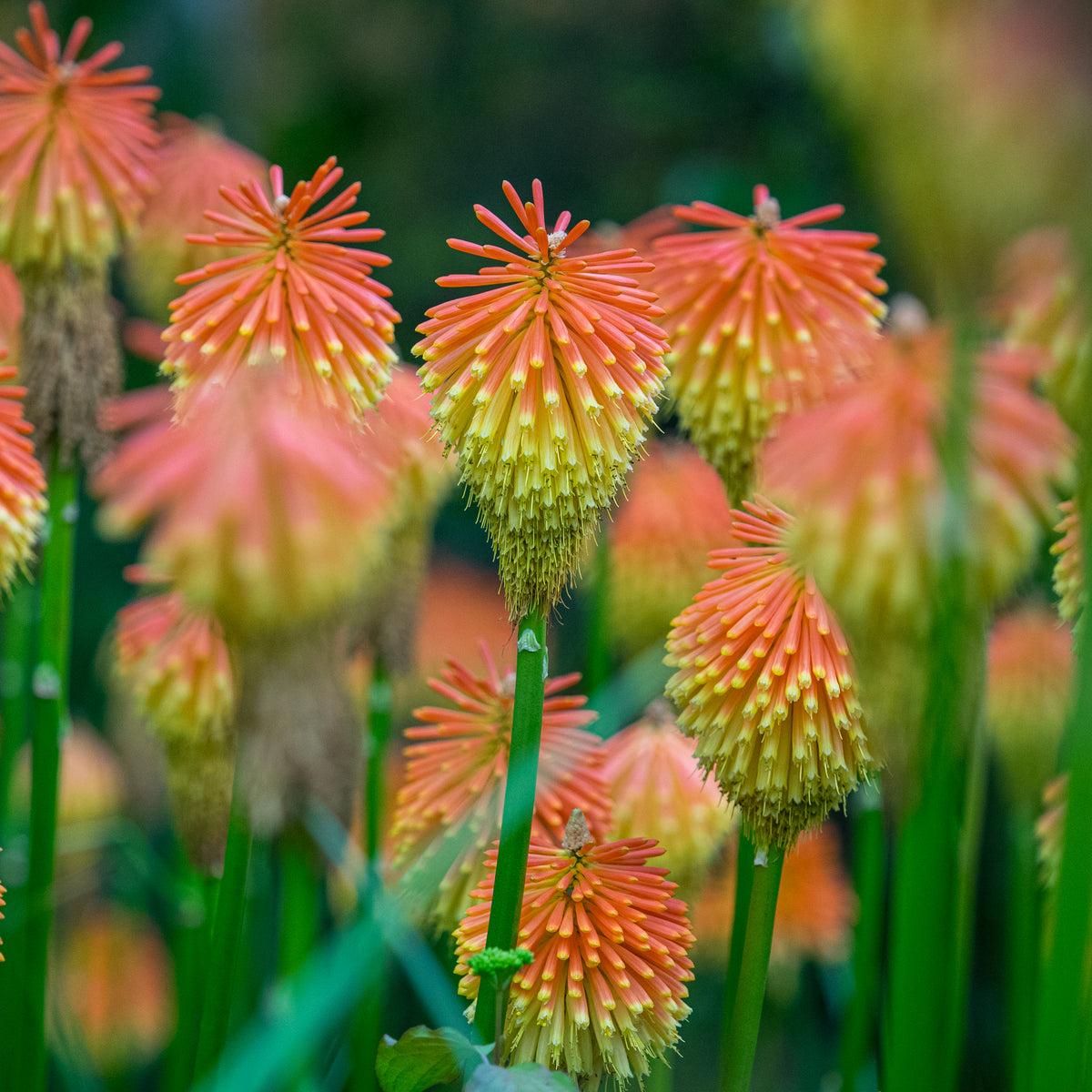 Kniphofia rooperi - Hardy's Cottage Garden Plants