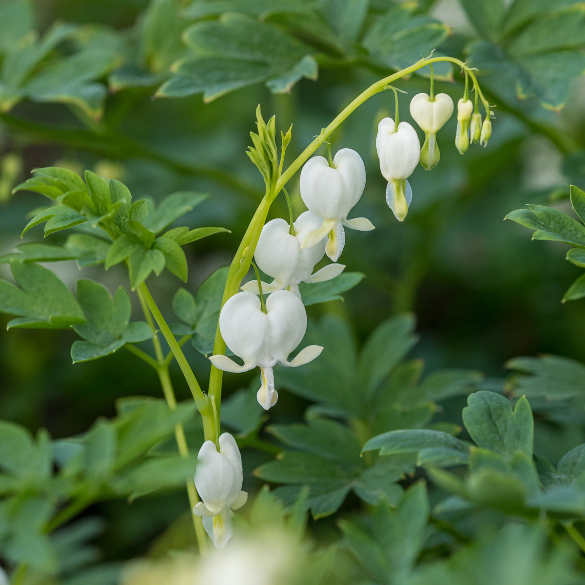Lamprocapnos spectabilis 'Alba' - Hardy's Cottage Garden Plants