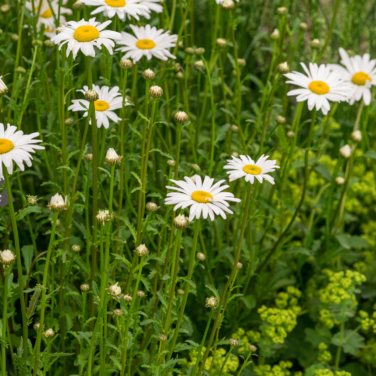 Leucanthemum vulgare 'Maikonigin' - Hardy's Cottage Garden Plants