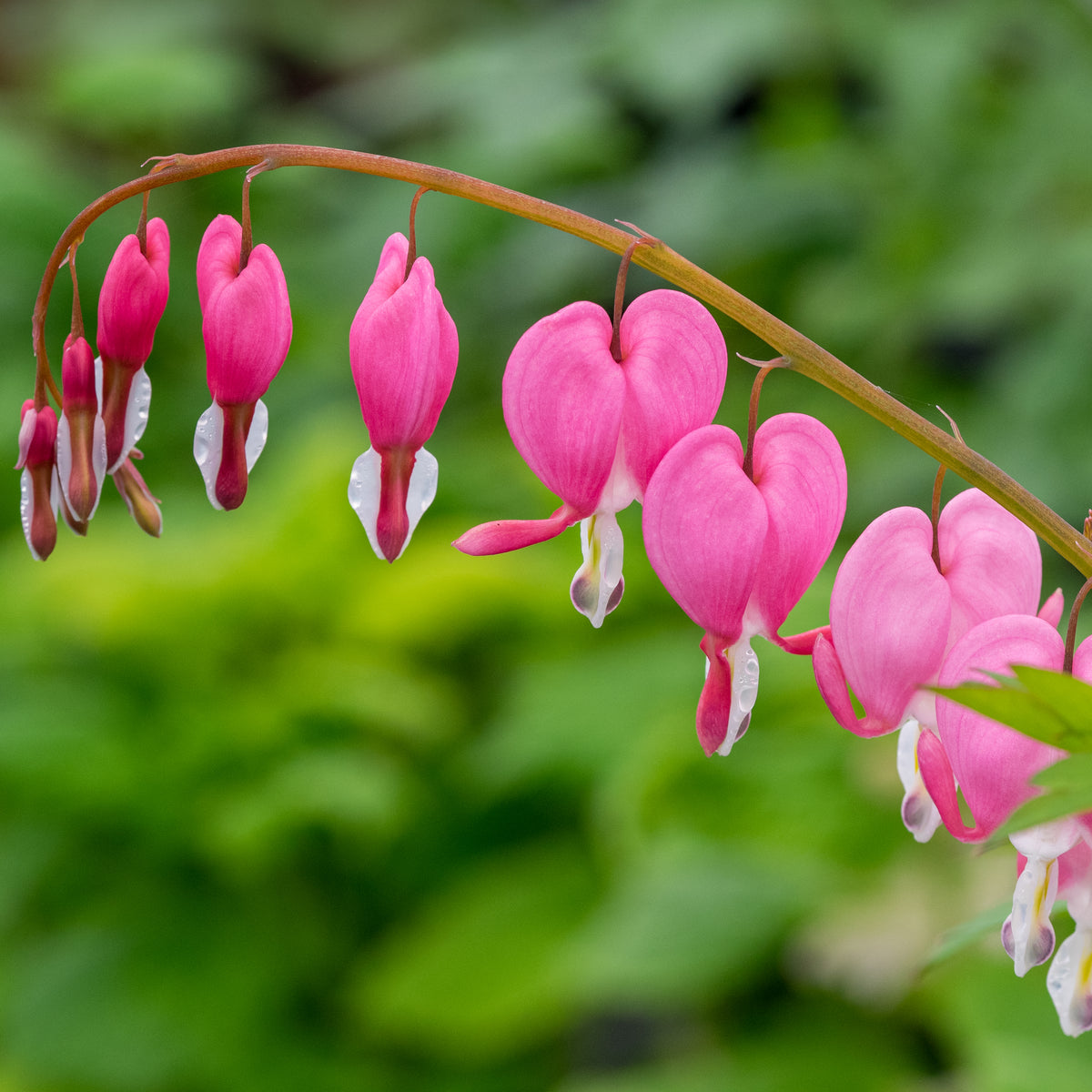 Lamprocapnos spectabilis - Hardy's Cottage Garden Plants