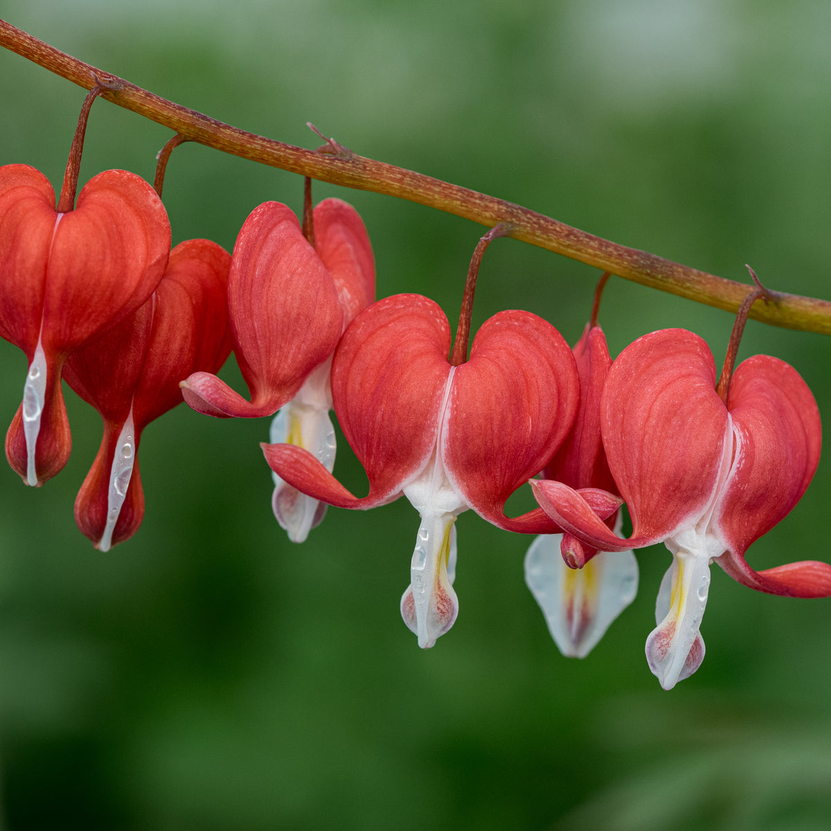 Lamprocapnos spectabilis Valentine ('Hordival'PBR) - Hardy's Cottage Garden Plants