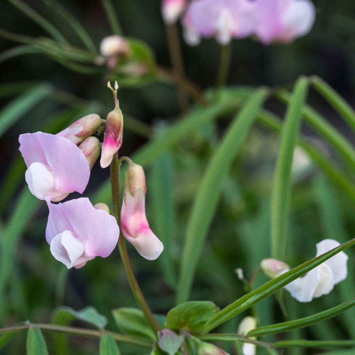 Lathyrus vernus 'Gracilis Alboroseus' - Hardy's Cottage Garden Plants