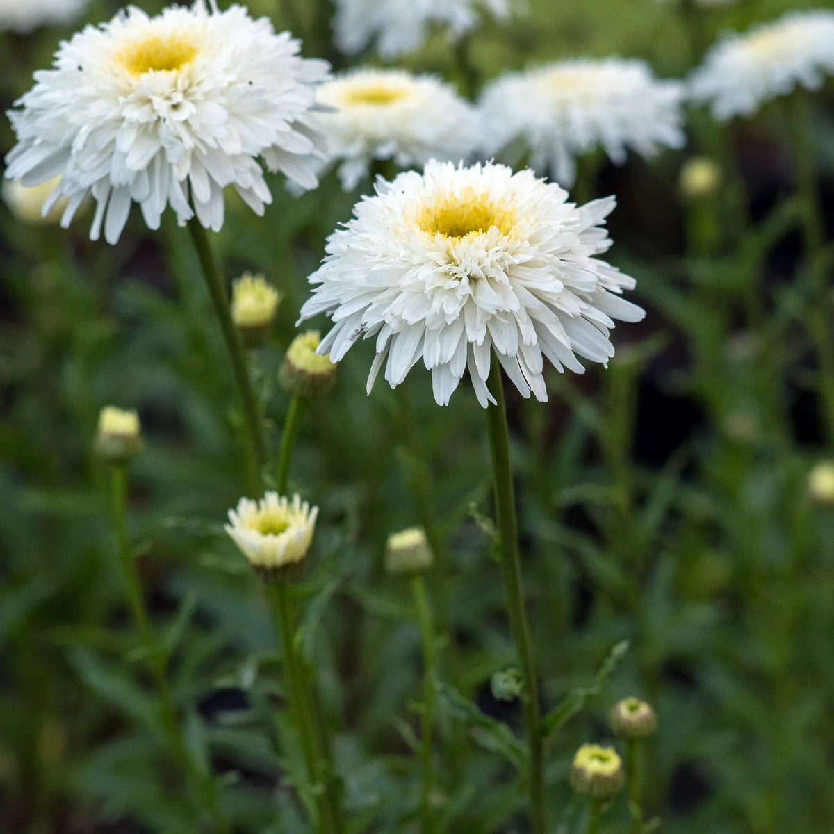 Leucanthemum x superbum Fiona Coghill shaggy creamy-white double flowerheads above dark green glossy foliage