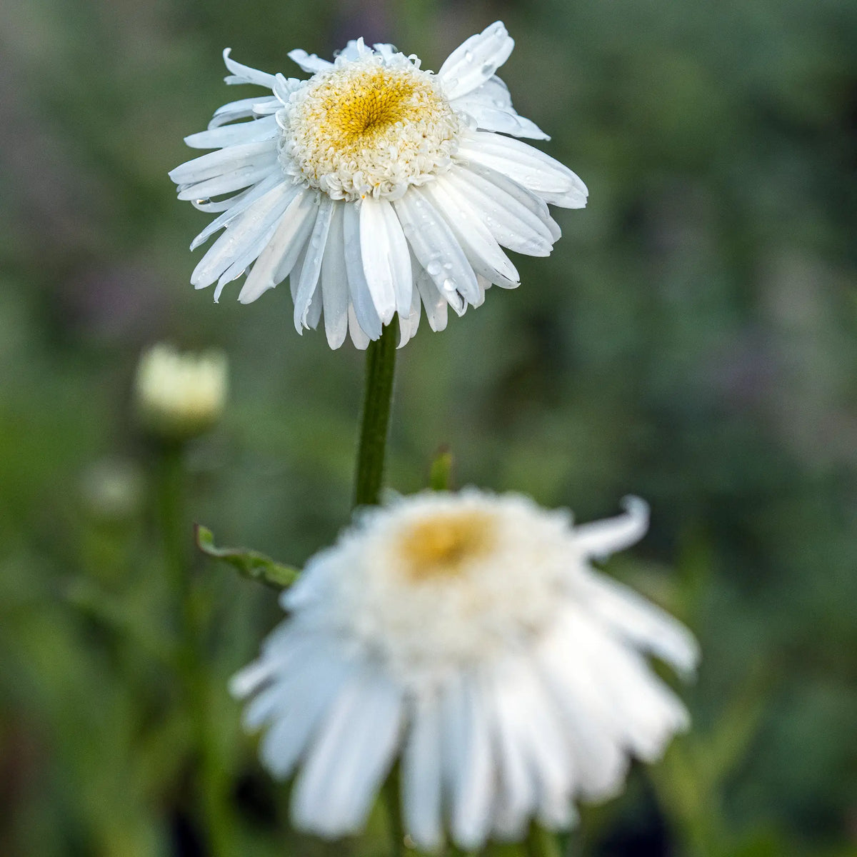 Leucanthemum x superbum 'Wirral Supreme' — large double white flowers with frilly centres and yellow eye, growing in a sunny herbaceous border