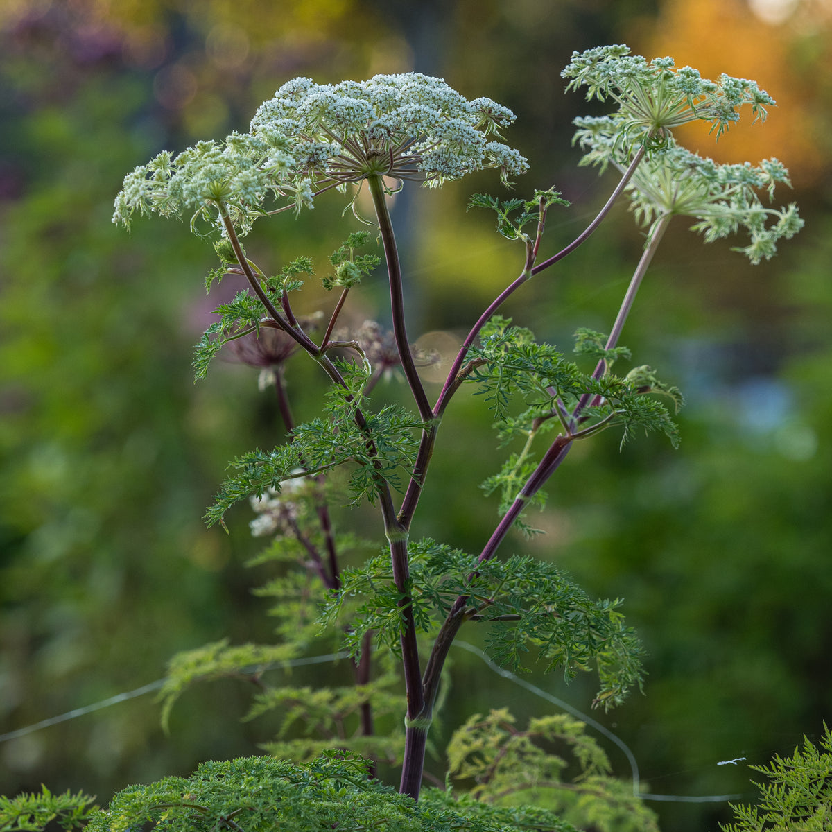Ligusticopsis wallichiana - Hardy's Cottage Garden Plants