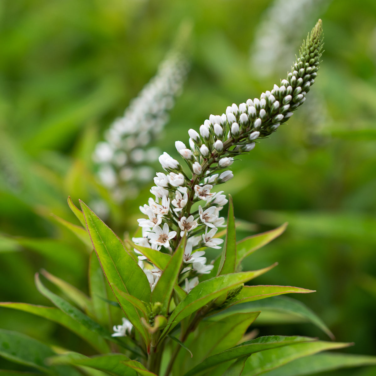 Lysimachia clethroides - Hardy's Cottage Garden Plants