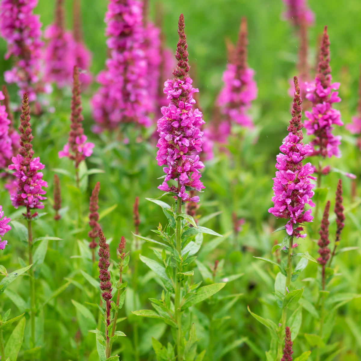 Lythrum salicaria 'Robert' - Hardy's Cottage Garden Plants