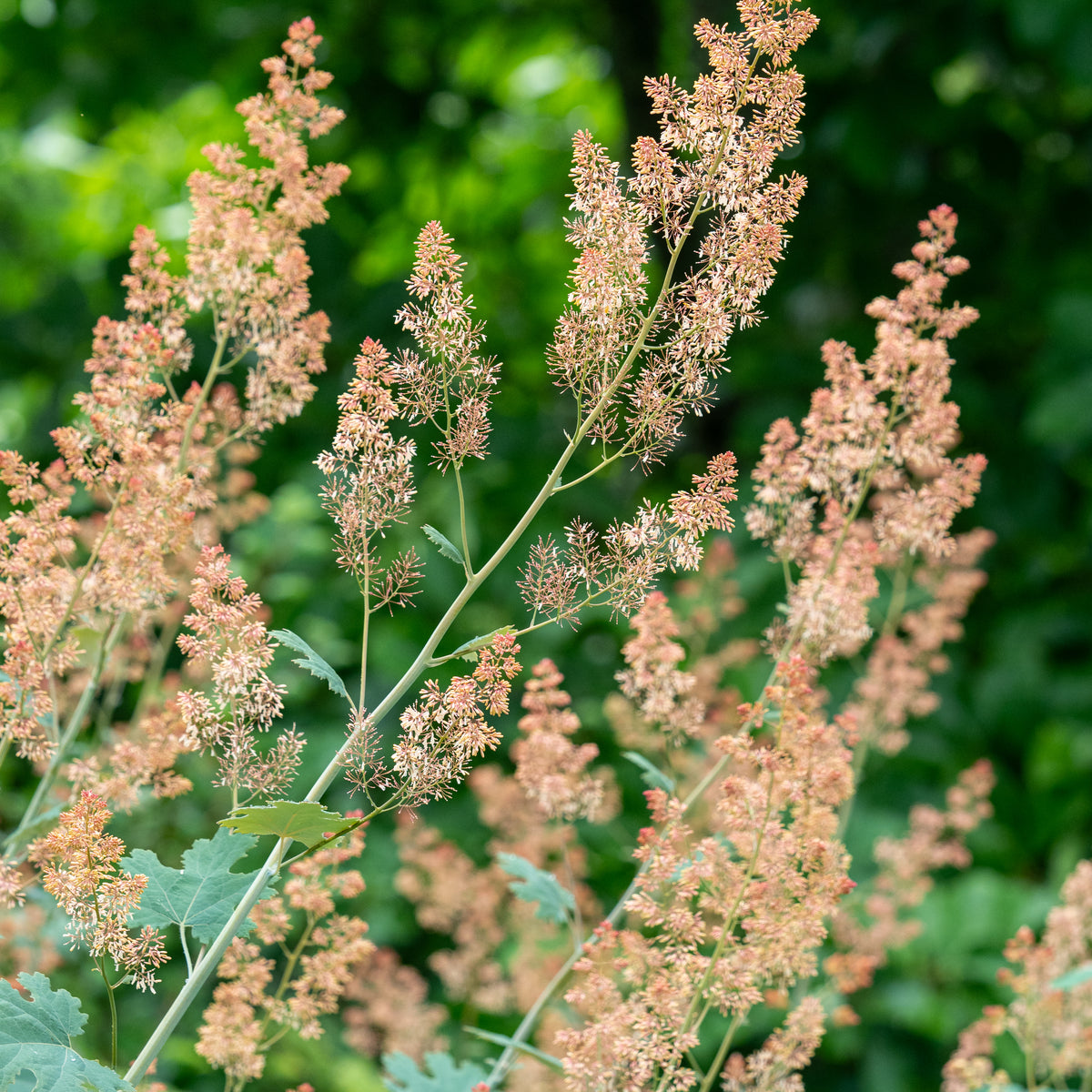 Macleaya microcarpa 'Spetchley Ruby' - Hardy's Cottage Garden Plants