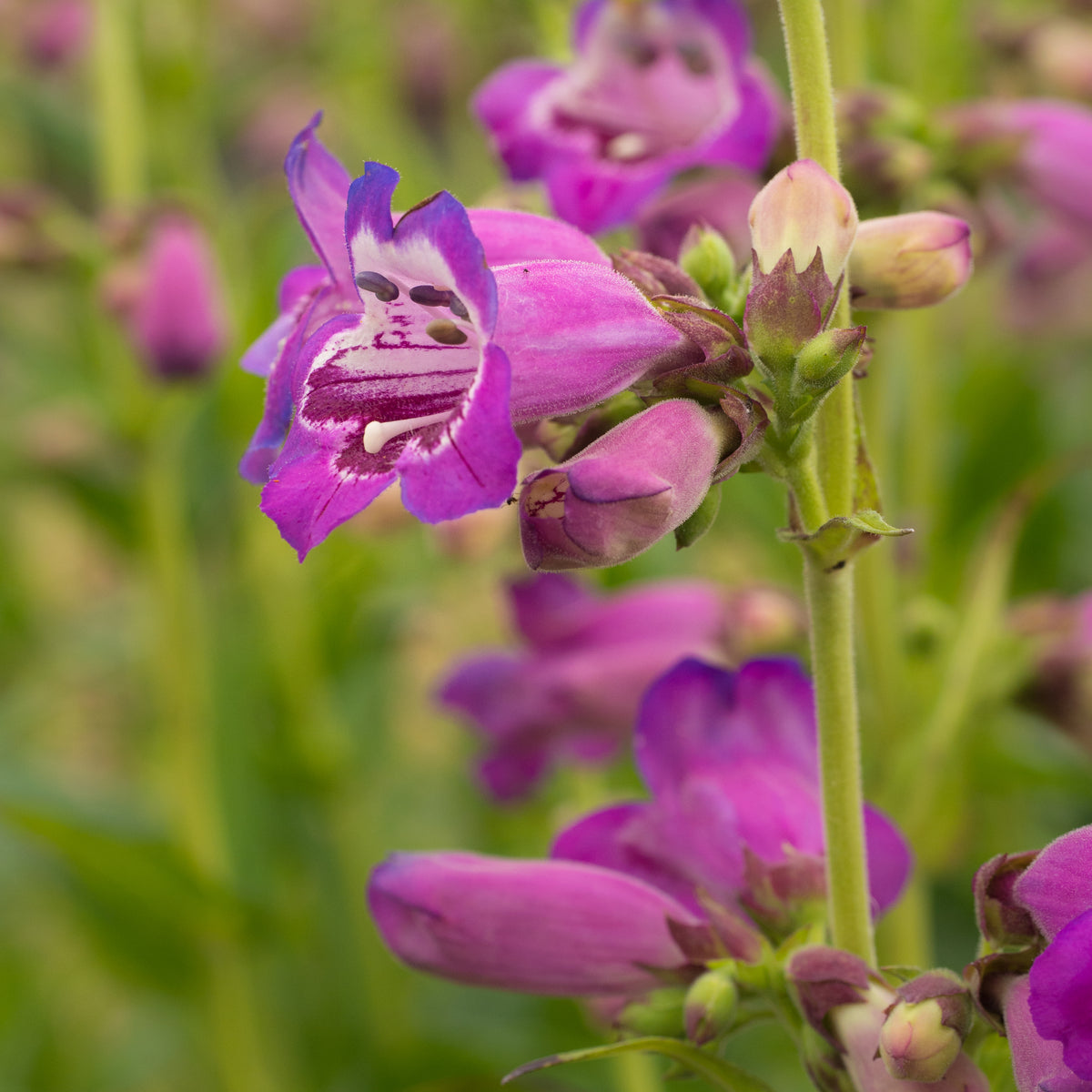 Penstemon (Pensham Series) 'Pensham Victoria Plum' - Hardy's Cottage Garden Plants