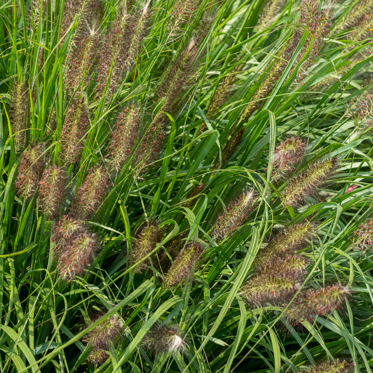 Pennisetum alopecuroides 'Red Head' - Hardy's Cottage Garden Plants