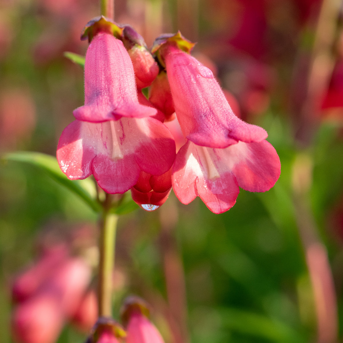 Penstemon 'Pennington Gem' - Hardy's Cottage Garden Plants