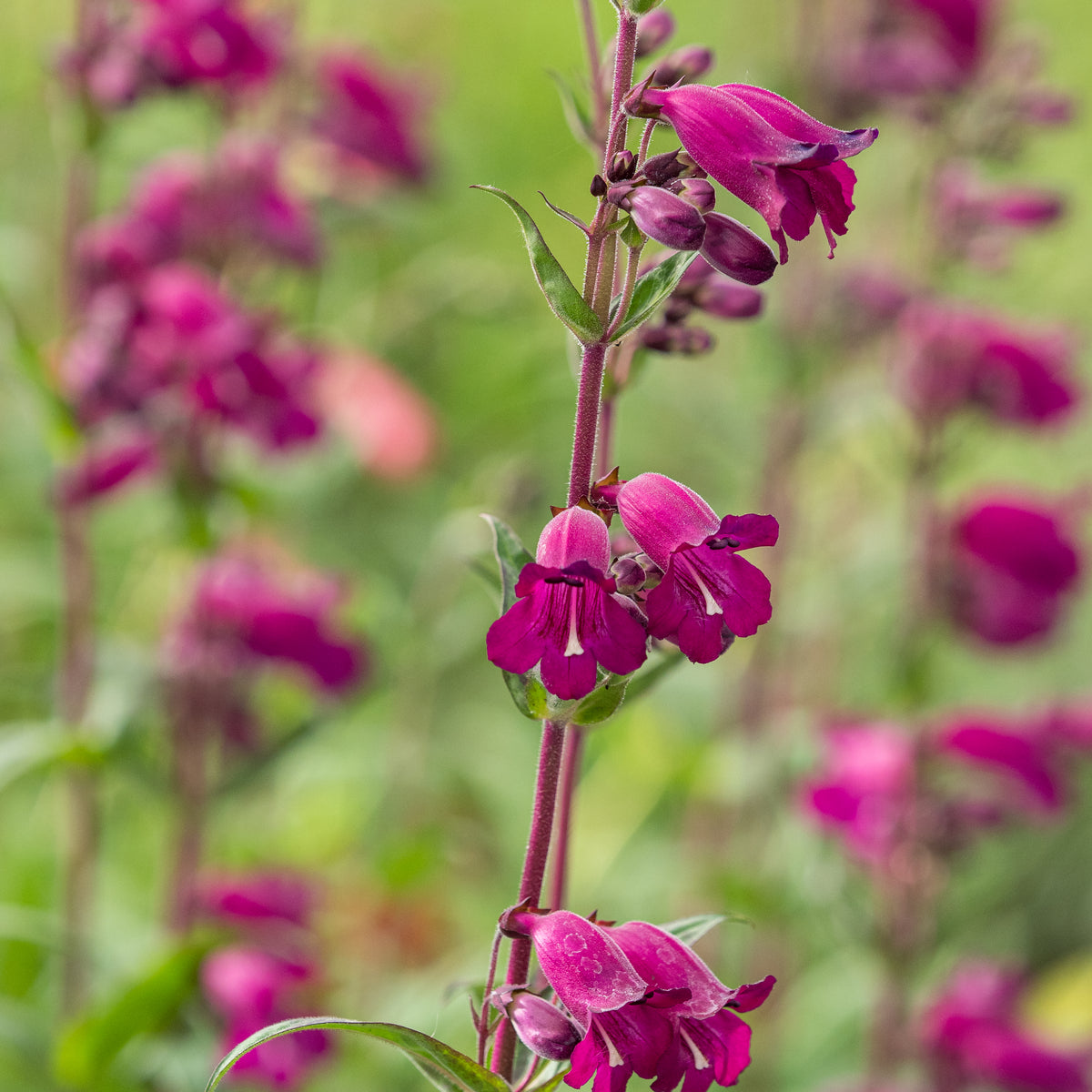 Penstemon 'Midnight' - Hardy's Cottage Garden Plants