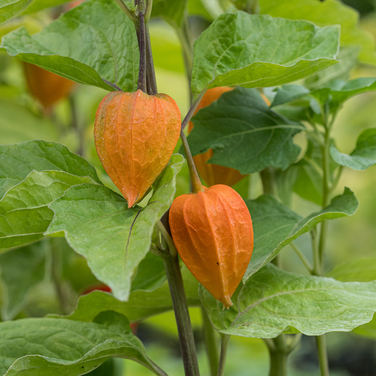 Physalis alkekengi var. franchetii 'Gigantea' - Hardy's Cottage Garden Plants