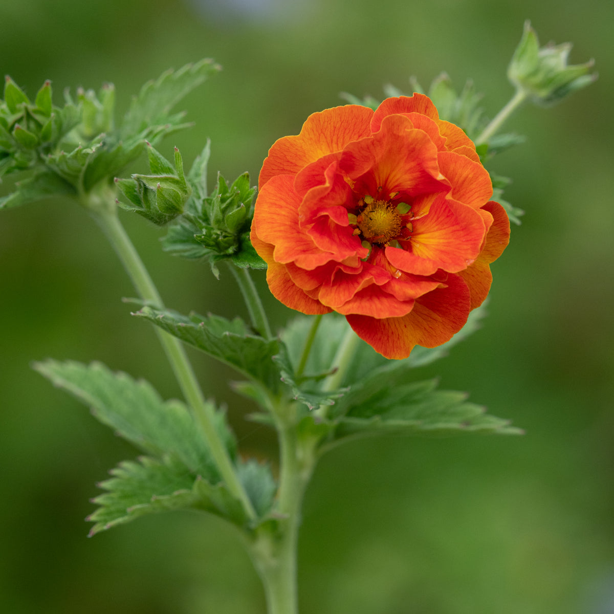 Potentilla 'William Rollisson' - Hardy's Cottage Garden Plants