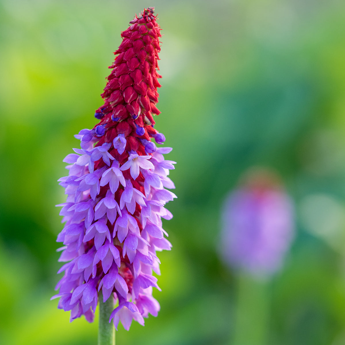 Primula vialii - Hardy's Cottage Garden Plants