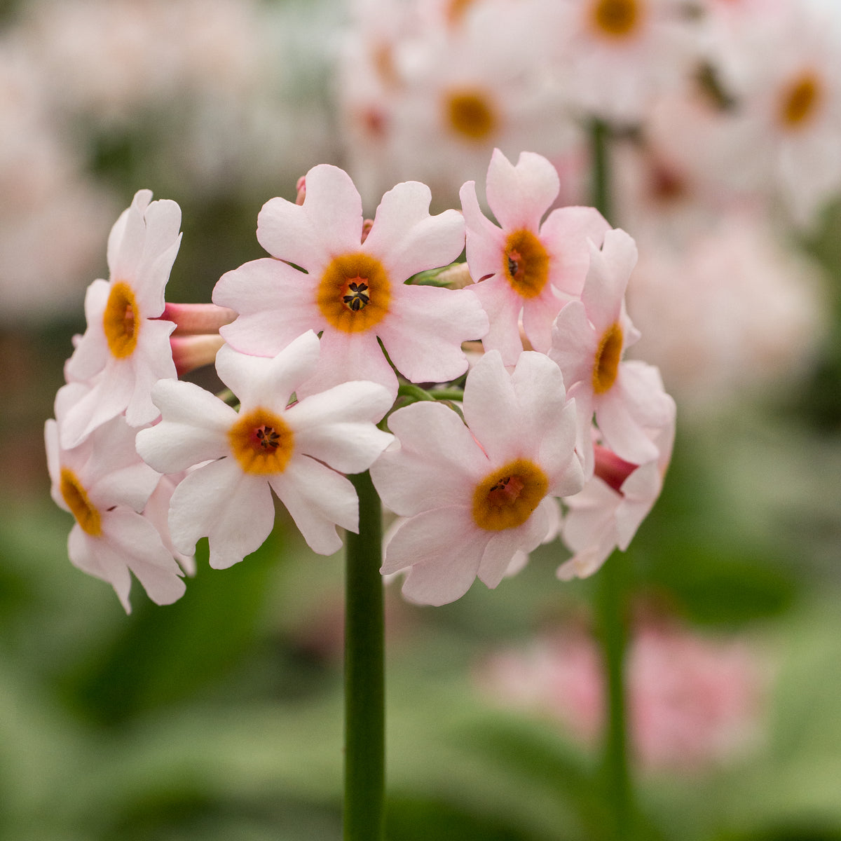 Primula japonica 'Alba' - Hardy's Cottage Garden Plants