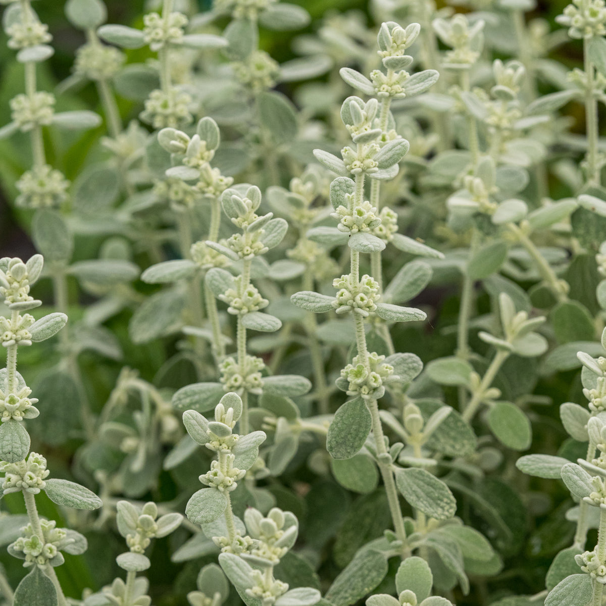 Pseudodictamnus mediterraneus 'Candia'- - Hardy's Cottage Garden Plants