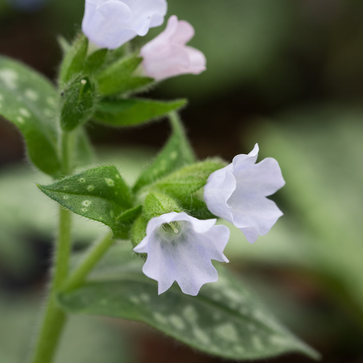 Pulmonaria OPAL ('Ocupol') - Hardy's Cottage Garden Plants