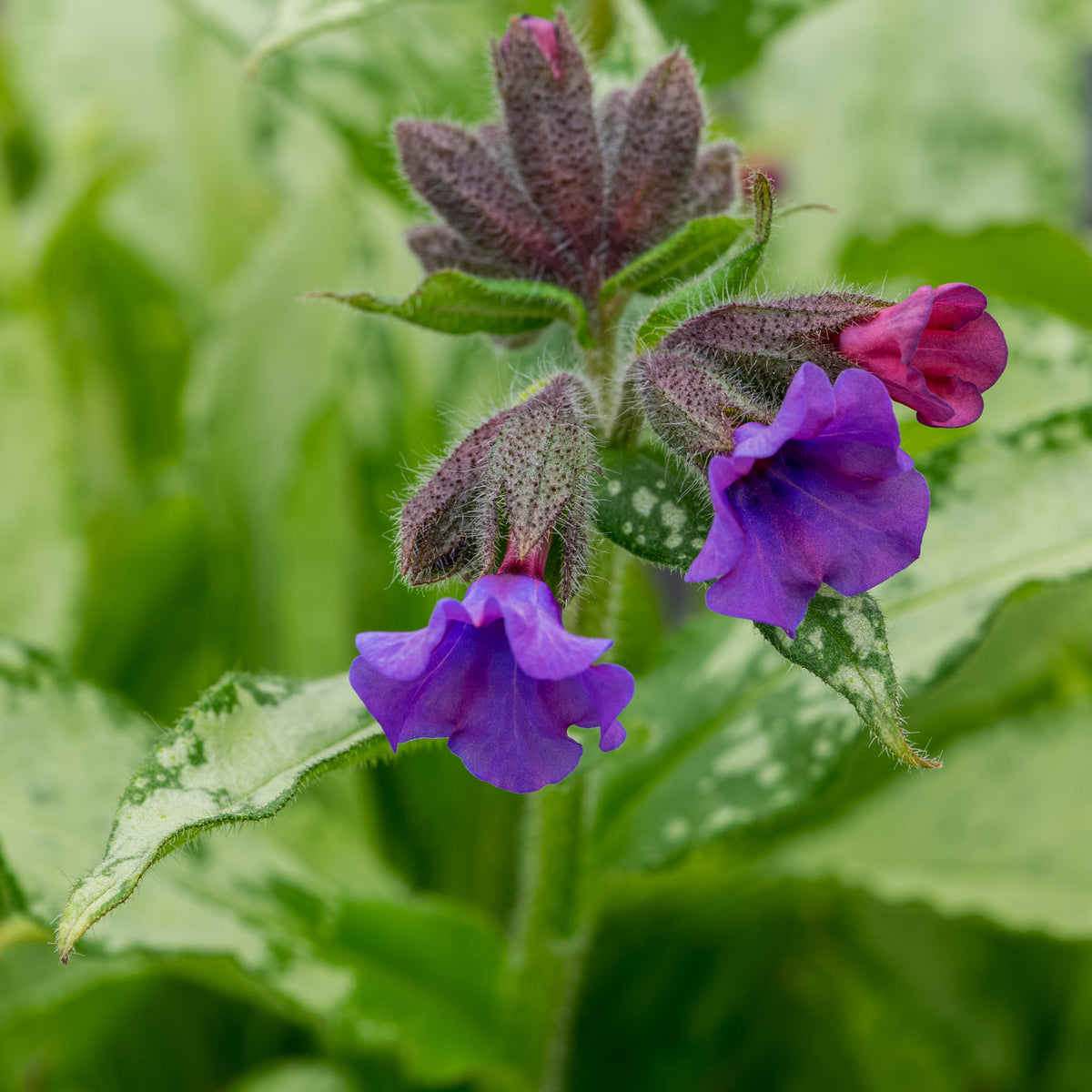 Pulmonaria 'Diana Clare' - Hardy's Cottage Garden Plants