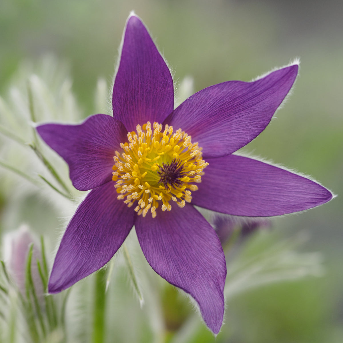 Pulsatilla vulgaris - Hardy's Cottage Garden Plants