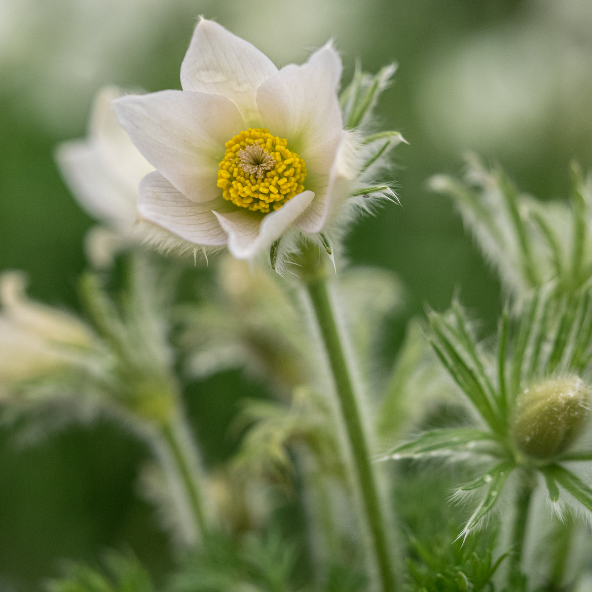 Pulsatilla vulgaris 'Alba' - Hardy's Cottage Garden Plants