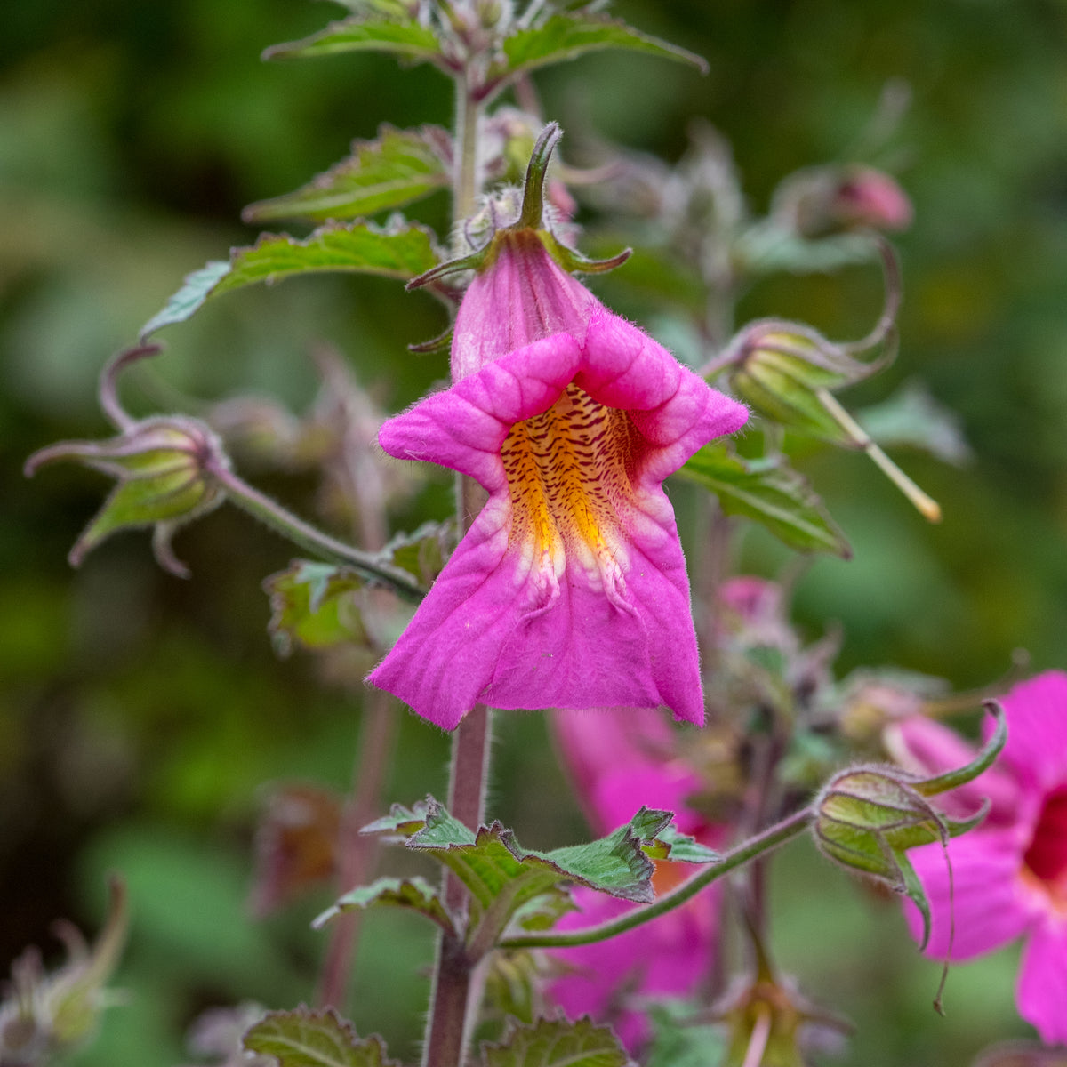 Rehmannia Walberton's Magic Dragon ('Walremadra'PBR) - Hardy's Cottage Garden Plants