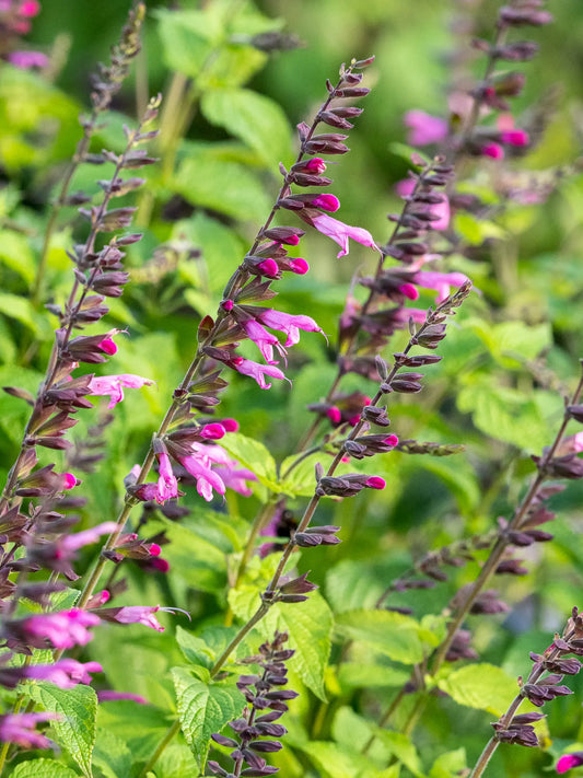 Salvia 'Pink Amistad'