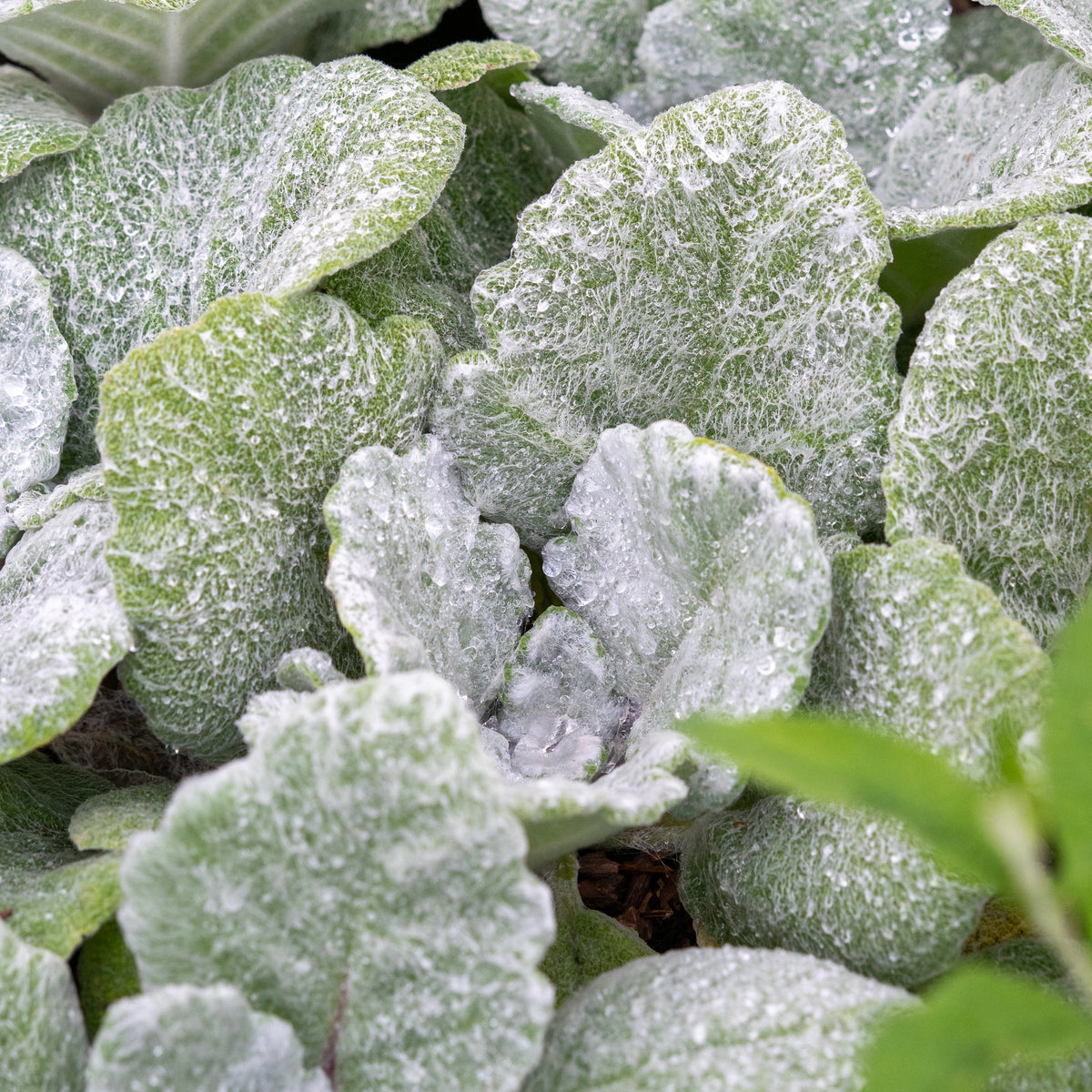 Salvia argentea - Hardy's Cottage Garden Plants