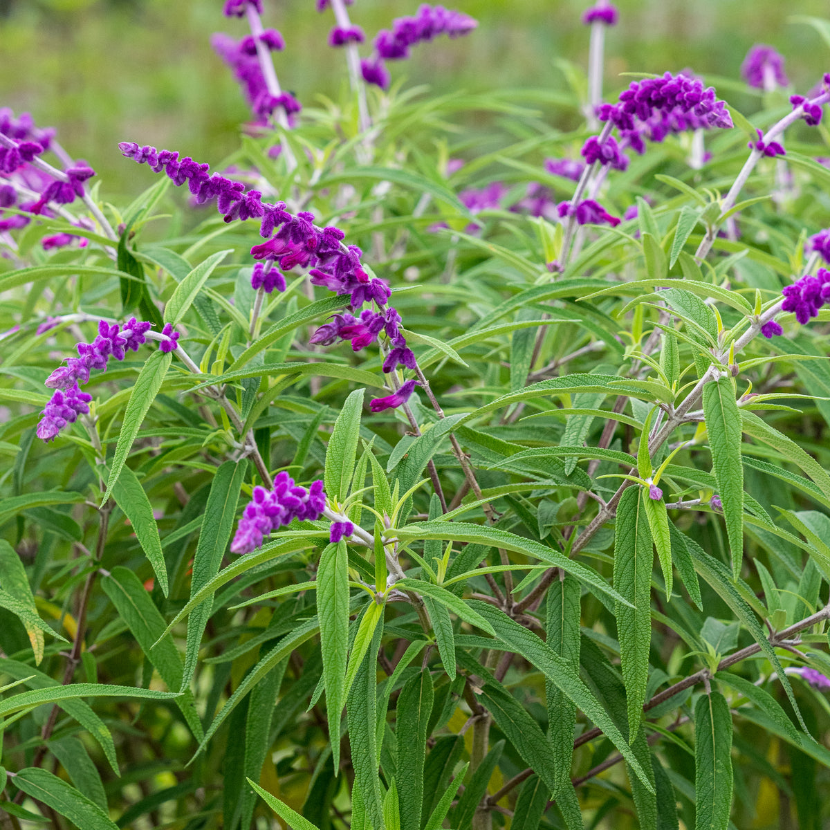 Salvia leucantha 'Purple Velvet' - Hardy's Cottage Garden Plants