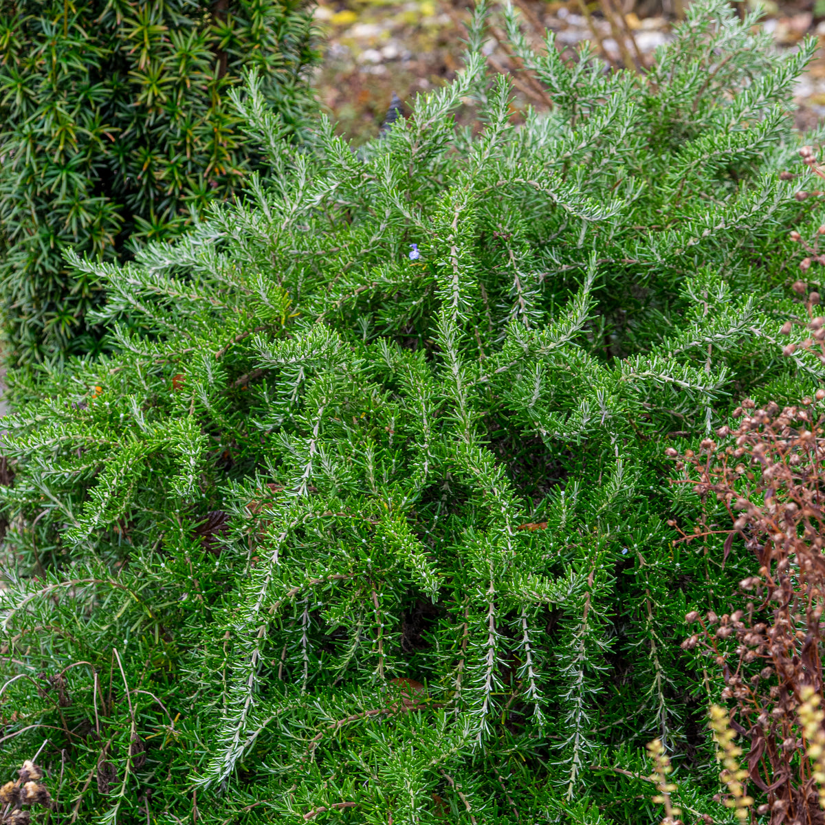 Salvia rosmarinus Prostrata Group (Ro) - Hardy's Cottage Garden Plants