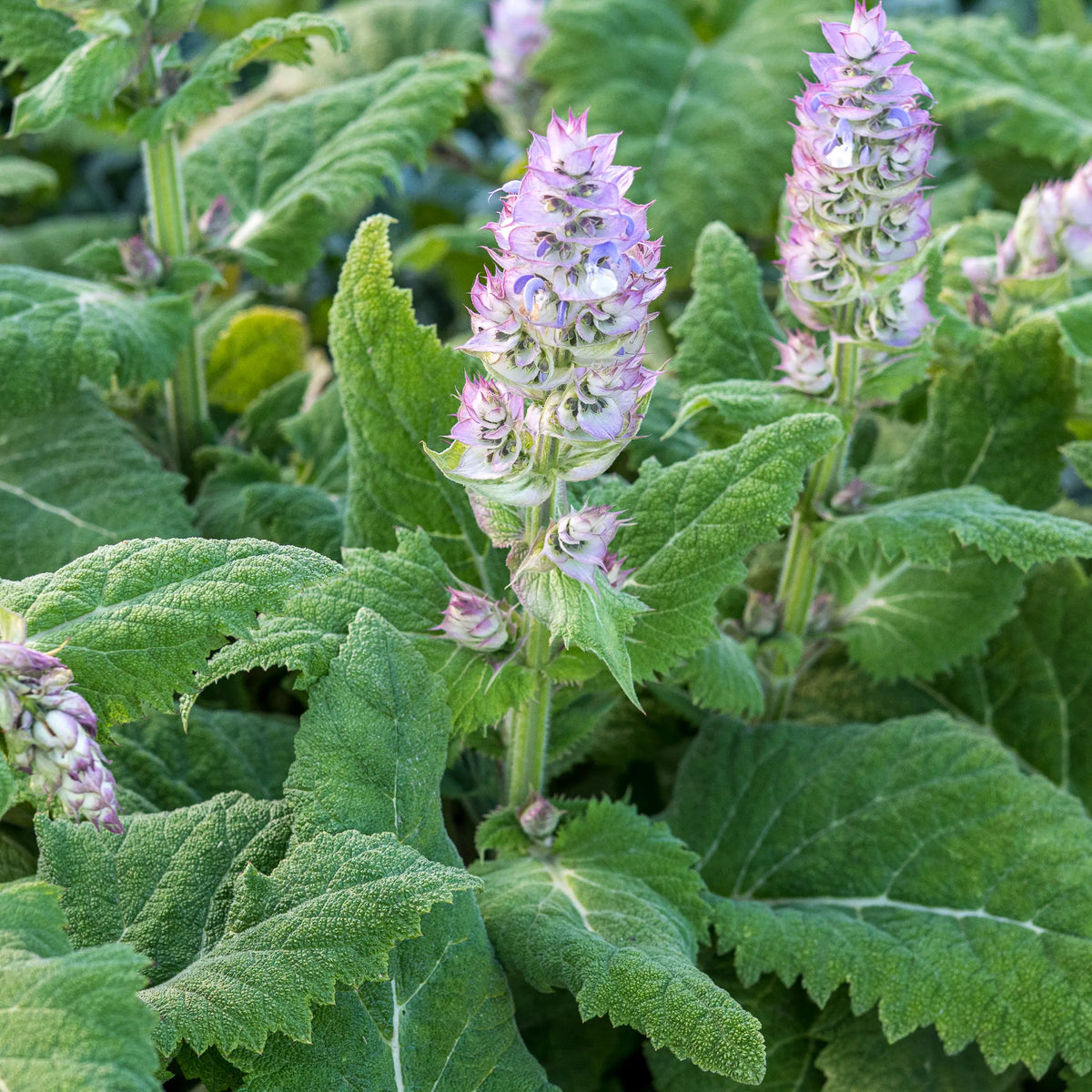Salvia sclarea var. turkestaniana 'Vatican Pink' — pink-lilac flower spikes opening over large textured grey-green aromatic leaves, grown at Hardy's Nursery